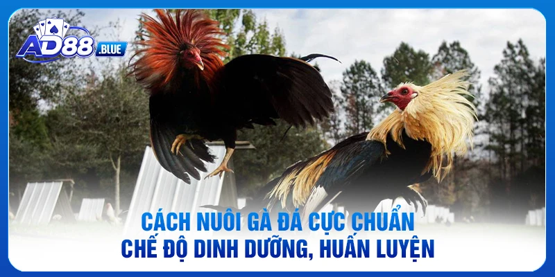 Cách Nuôi Gà Đá Cực Chuẩn - Chế Độ Dinh Dưỡng, Huấn Luyện