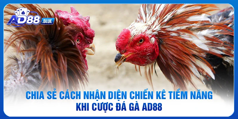 Chia sẻ cách nhận diện chiến kê tiềm năng khi cược đá gà AD88