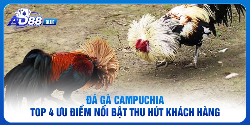 Đá Gà Campuchia - Top 4 Ưu Điểm Nổi Bật Thu Hút Khách Hàng