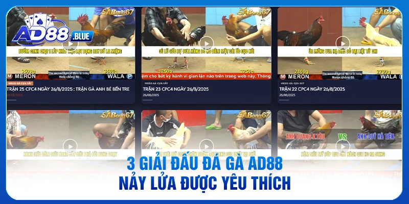 3 giải đấu đá gà AD88 nảy lửa được yêu thích