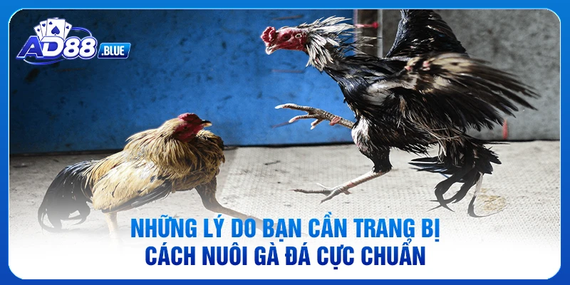 Những lý do bạn cần trang bị cách nuôi gà đá cực chuẩn