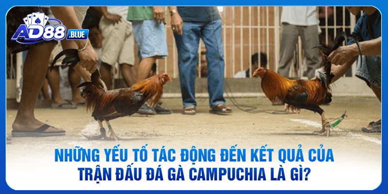 Những yếu tố tác động đến kết quả của trận đấu đá gà Campuchia là gì?