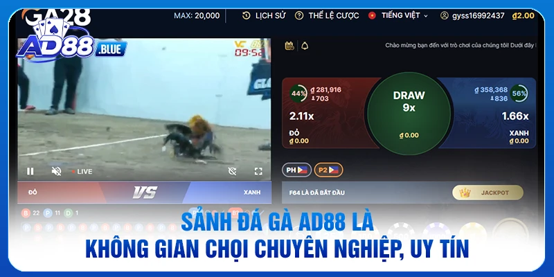 Sảnh đá gà AD88 là không gian chọi chuyên nghiệp, uy tín