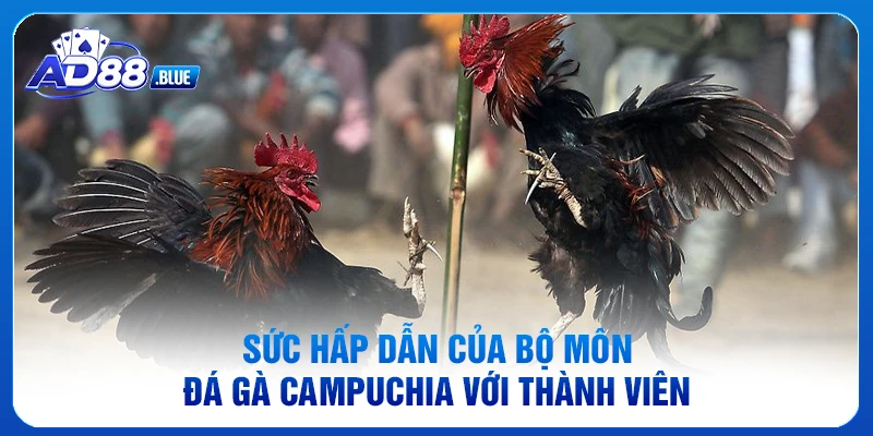 Sức hấp dẫn của bộ môn đá gà Campuchia với thành viên
