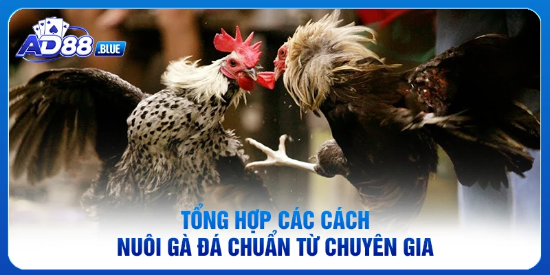 Tổng hợp các cách nuôi gà đá chuẩn từ chuyên gia