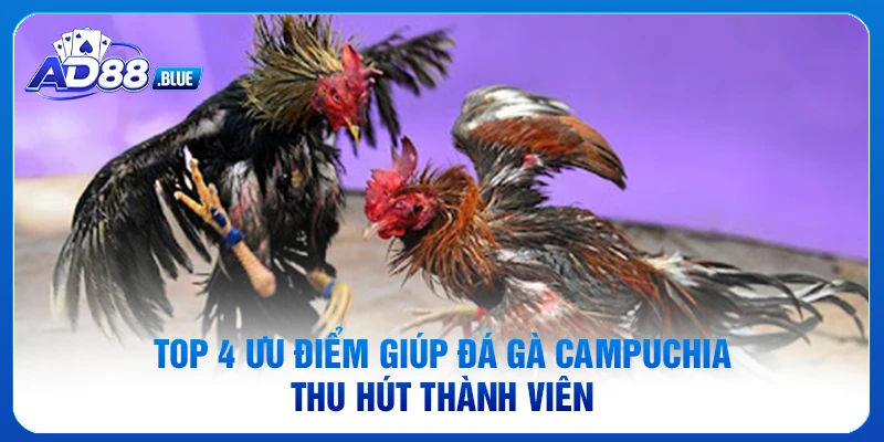 Top 4 ưu điểm giúp đá gà Campuchia thu hút thành viên